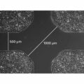 Culture-Insert 4 Well in µ-Dish 35 mm, high