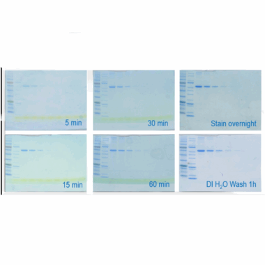 EZEE UltraBlue protein staining solution, 500ml