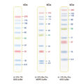 Blue Ultra Pre-stained Protein Ladder (6.5 to 270 kDa)