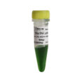 100bp DNA ladder, 100-1500bp