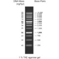 100bp DNA ladder, 100-3000bp