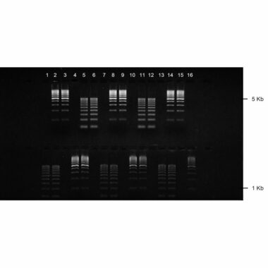1% Agarose, 1X TAE, 16+2, Landscape, 11.7(w) x 5.6(l)cm, EtBr, 10 gels/Box