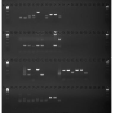 3% Agarose, 1X TAE, 4(24+1), Long, 11.7(w) x 11.7(l) cm, EtBr, 5 gels/Box