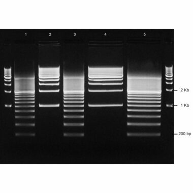 4% Agarose, 1X TAE, 5+2, Medium, 11.7(w) x 8.9(l) cm, EtBr, 5 gels/Box