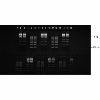1% Agarose, 1X TBE, 2(16+), Long, 11.7(w) x 11.7(l) cm, EtBr, Gels per Box:10 gels/Box