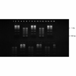 2% Agarose, 1X TBE, 2(16+2), Landscape, 11.7(w) x 5.6(l)cm, EtBr, 10 gels/Box