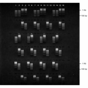 2% Agarose, 1X TBE, 6(16+2), Long, 11.7(w) x 11.7(l) cm, EtBr, 5 gels/Box