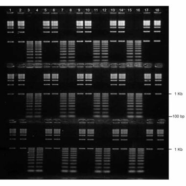 3% Agarose, 1X TBE, 3(16+2), Long, 11.7(w) x 11.7(l) cm, EtBr, 5 gels/Box