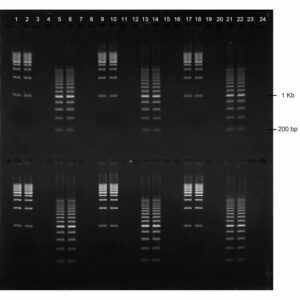 2% Agarose, 1X TBE, 2(24+1), Long, 11.7(w) x 11.7(l) cm, EtBr, 5 gels/Box