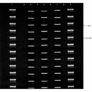 2% Agarose, 1X TBE, 12(8+1), Long, 11.7(w) x 11.7(l) cm, EtBr, 5 gels/Box