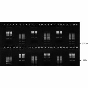 2% Agarose, 1X TBE, 2(24+1), Landscape, 11.7(w) x 5.6(l)cm, EtBr, 10 gels/Box
