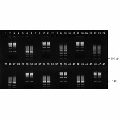 3% Agarose, 1X TBE, 2(24+1), Landscape, 11.7(w) x 5.6(l)cm, EtBr, 10 gels/Box