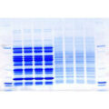 Precast Tris-Glycine For Proteins (Gradient)