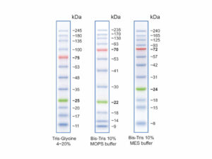 Ladders And Dyes Vertical Protein Electrophoresis Reagents Chemicals 1