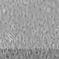 µ-Slide ibiPore SiN