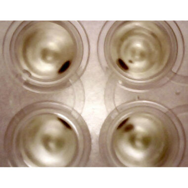 Magnetic Separation Plate for 96 Well PCR, Round or V Bottom microplates, 24 Magnetic (52 MGO) Cylinders, High Profile Registration Base Included
