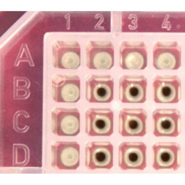 Magnetic Separation Plate for 384 Well Flat, V, Round, or Pyramid bottom microplates, 384 Magnetic (52 MGO) Cylinders, SLAS Footprint, Includes High Profile Registration Base