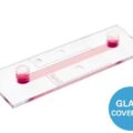 μ-Slide I Luer Glass Bottom