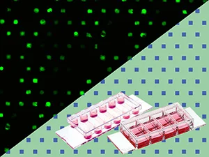 Single-Cell Arrays
