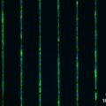 μ-Slide 8 Well high μ-Pattern ibiTreat, lin20, pit170