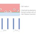 μ-Slide 8 Well high μ-Pattern ibiTreat, lin20, pit170