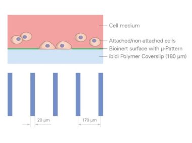 μ-Slide 8 Well high μ-Pattern ibiTreat, lin20, pit170