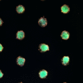 µ-Slide VI 0.4 µ-Pattern ibiTreat, cir200, pit600, hex