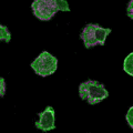 µ-Slide VI 0.4 µ-Pattern ibiTreat, cir500, pit1000, hex